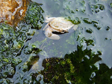 Little crab